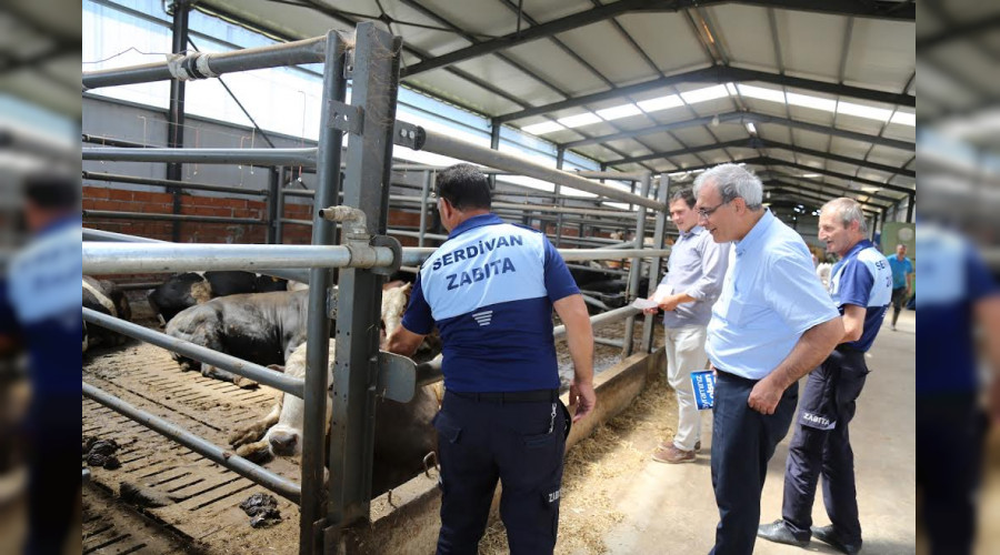 Serdivan Kurbana Hazır