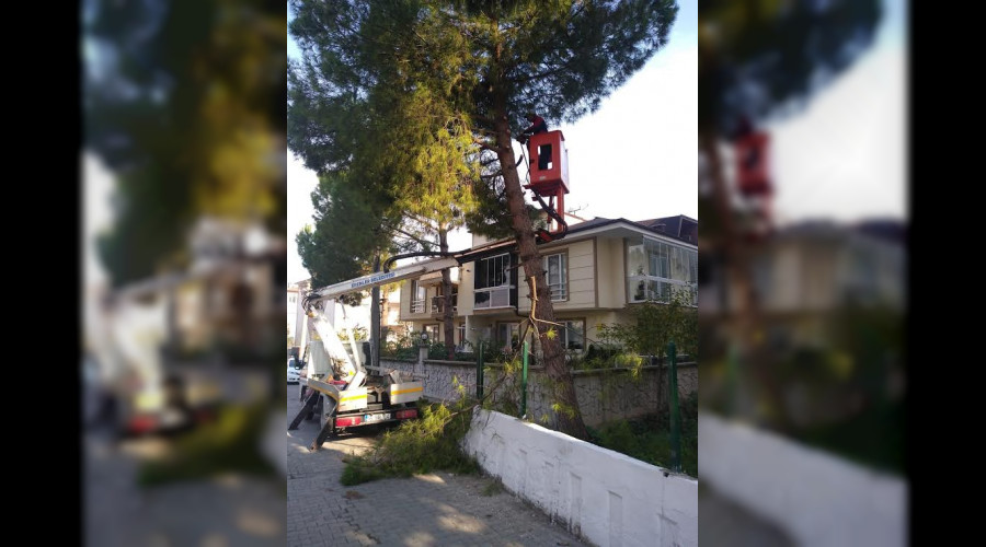 ERENLER'DE AĞAÇ BUDAMA ÇALIŞMALARI DEVAM EDİYOR