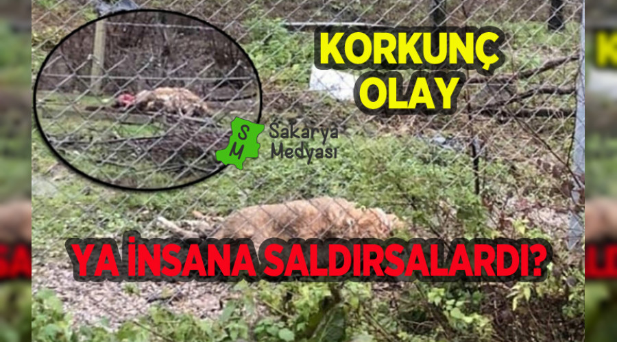 FERZL LESNDE KORKUN OLAY!