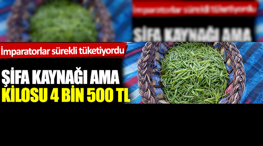 ifa kayna ama kilosu 4.500 TL