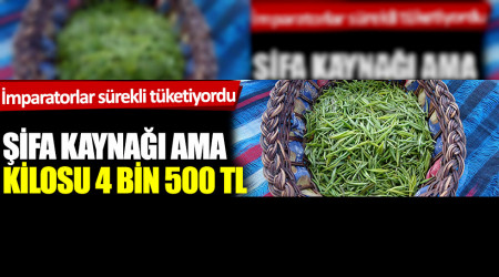 ifa kayna ama kilosu 4.500 TL