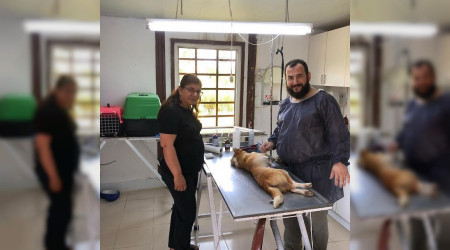 Karasu Belediyesi, Sokak Hayvanlarına Yönelik Çalışmalarını Sürdürüyor