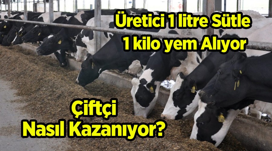 FT NASIL KAZANIYOR?