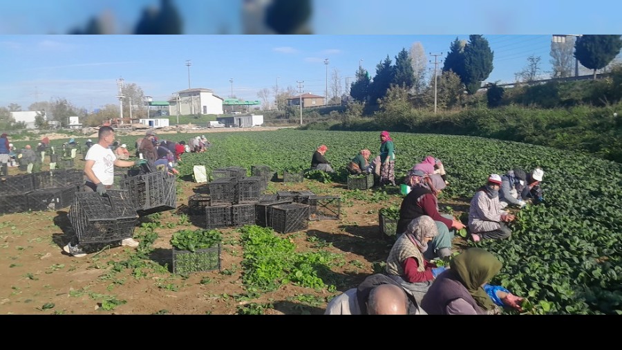 Kilosu tarlada 5, pazarda 35 TL! K aylarnn vazgeilmezi...