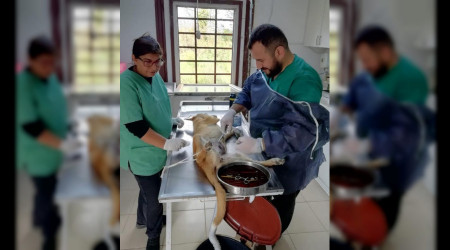 Karasu Belediyesinden Sokak Hayvanlarına Yardım Devam Ediyor