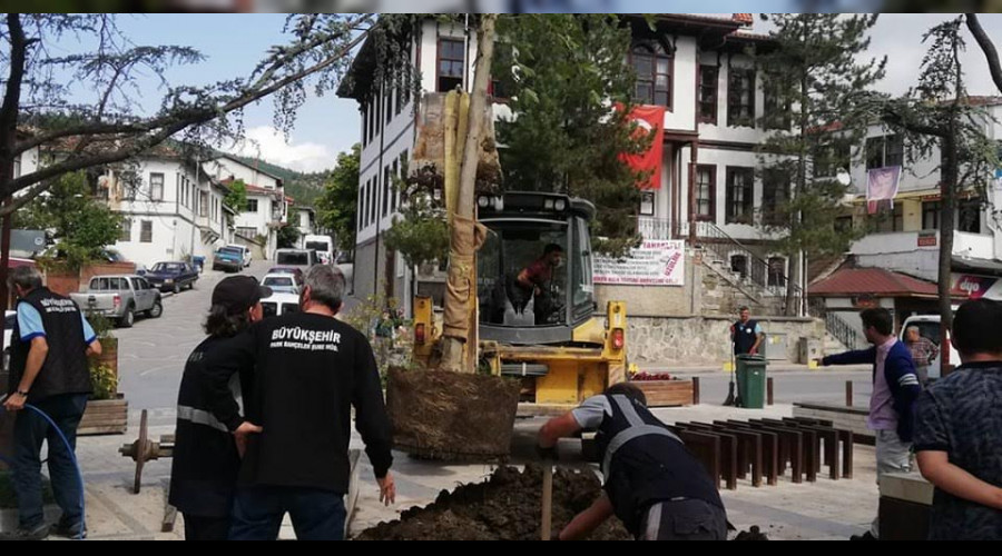 MEYDANDA KURUYAN AĞAÇLAR SÖKÜLEREK YERİNE ÇINAR AĞAÇLARI DİKİLDİ.
