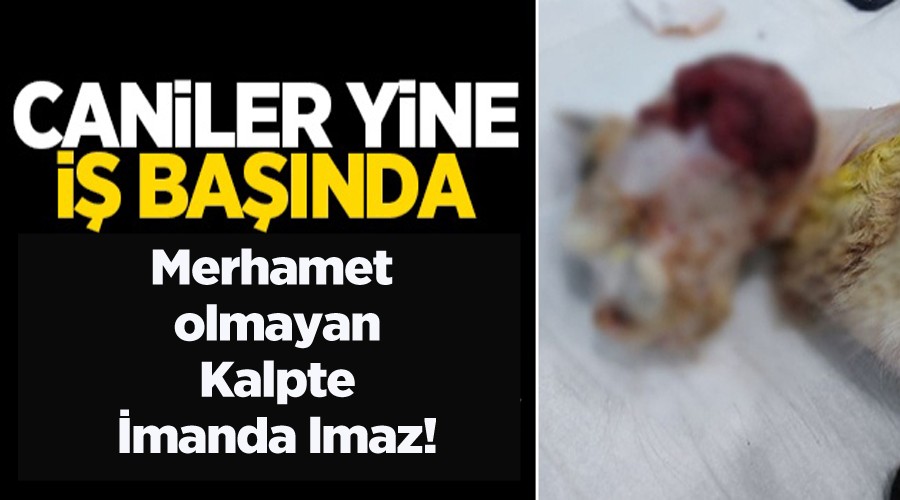 Caniler yine i banda!